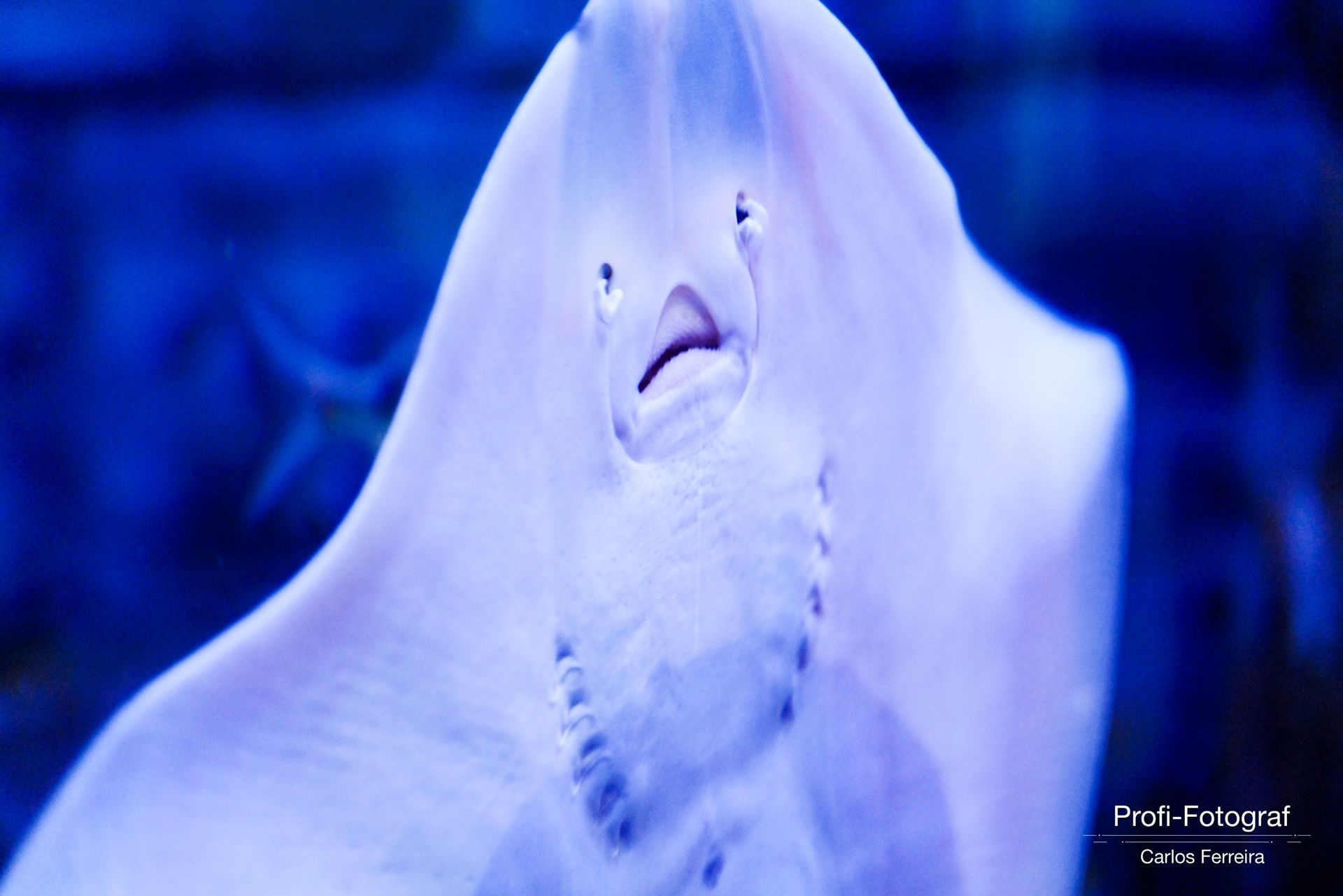 Foto Malta - O nosso cantinho Azul! - parte 3 - Imagem 9