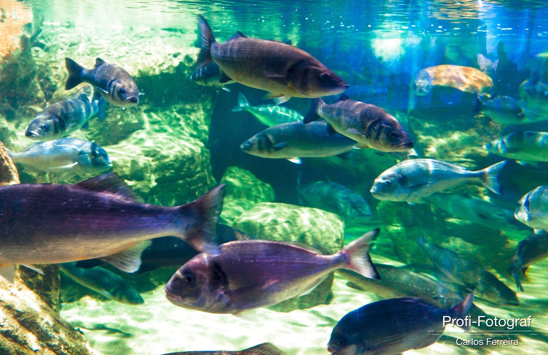 Foto Malta - O nosso cantinho Azul! - parte 3 - Imagem 6