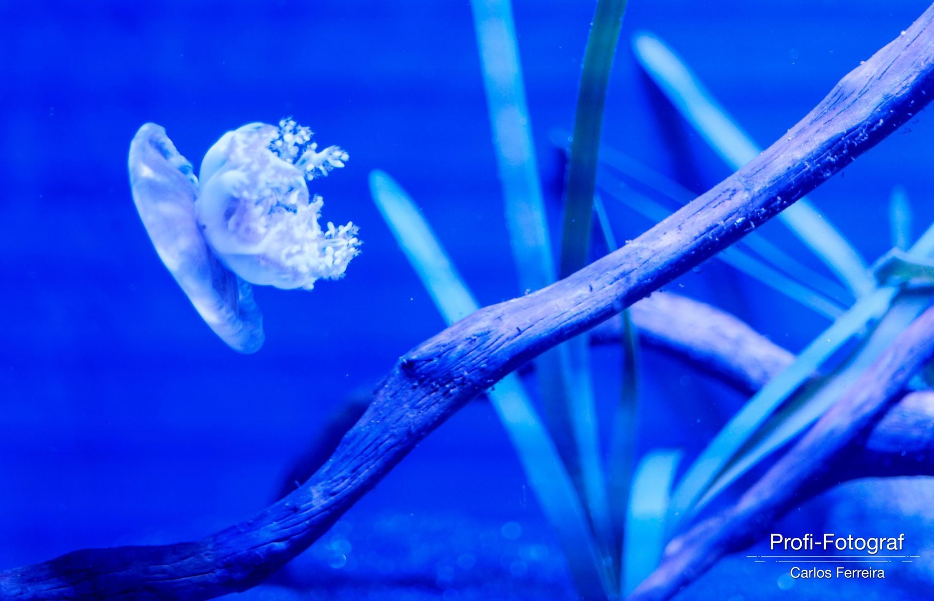 Foto Malta - O nosso cantinho Azul! - parte 3 - Imagem 10