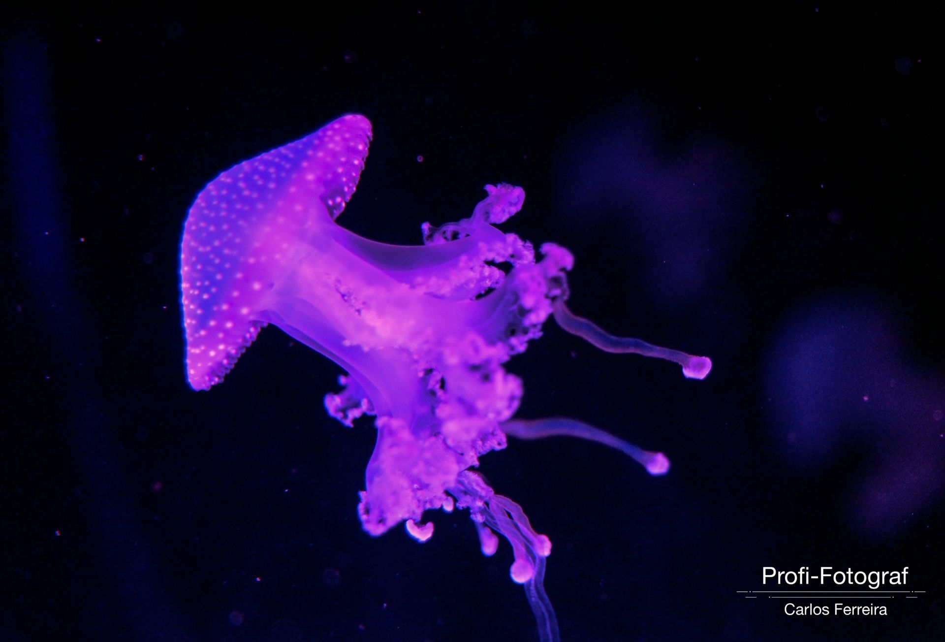 Foto Malta - O nosso cantinho Azul! - parte 3 - Imagem 11