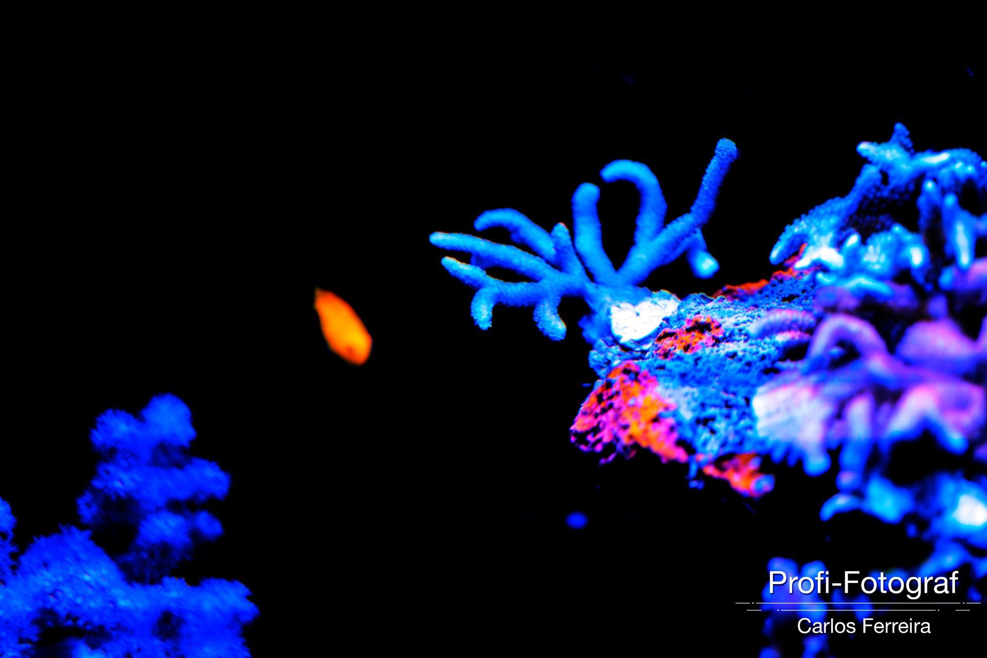 Foto Malta - O nosso cantinho Azul! - parte 3 - Imagem 27