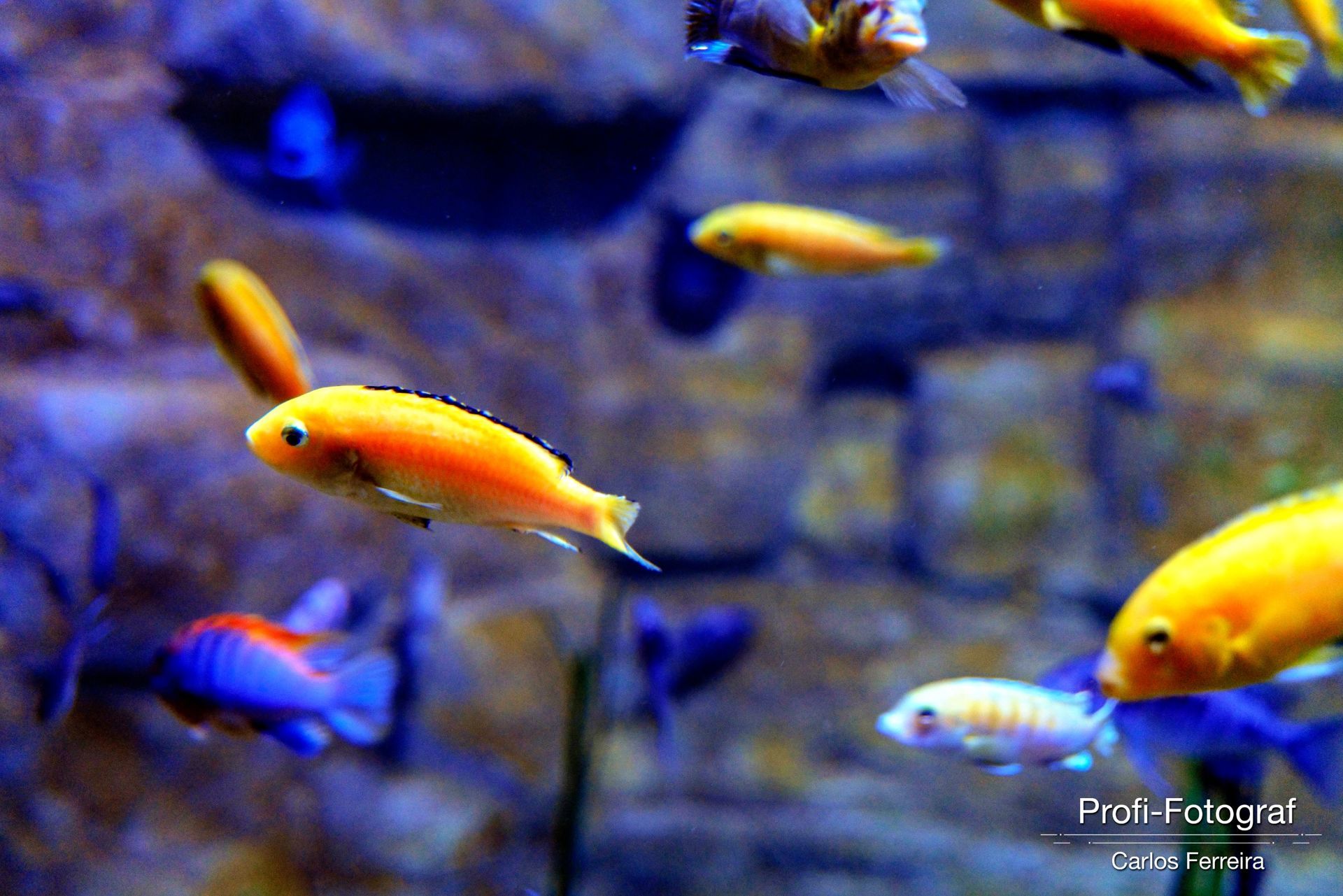 Foto Malta - O nosso cantinho Azul! - parte 3 - Imagem 24