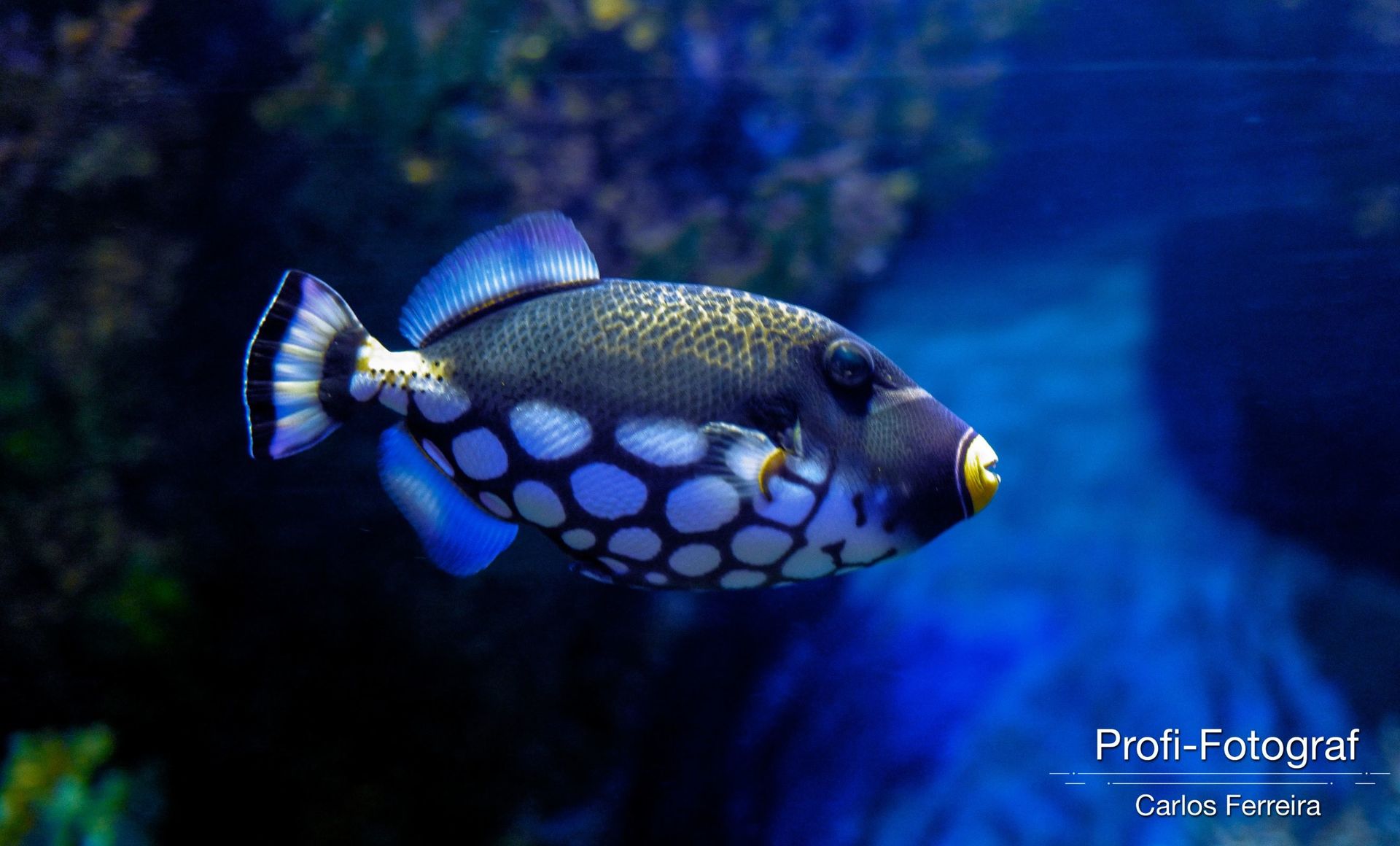 Foto Malta - O nosso cantinho Azul! - parte 3 - Imagem 22