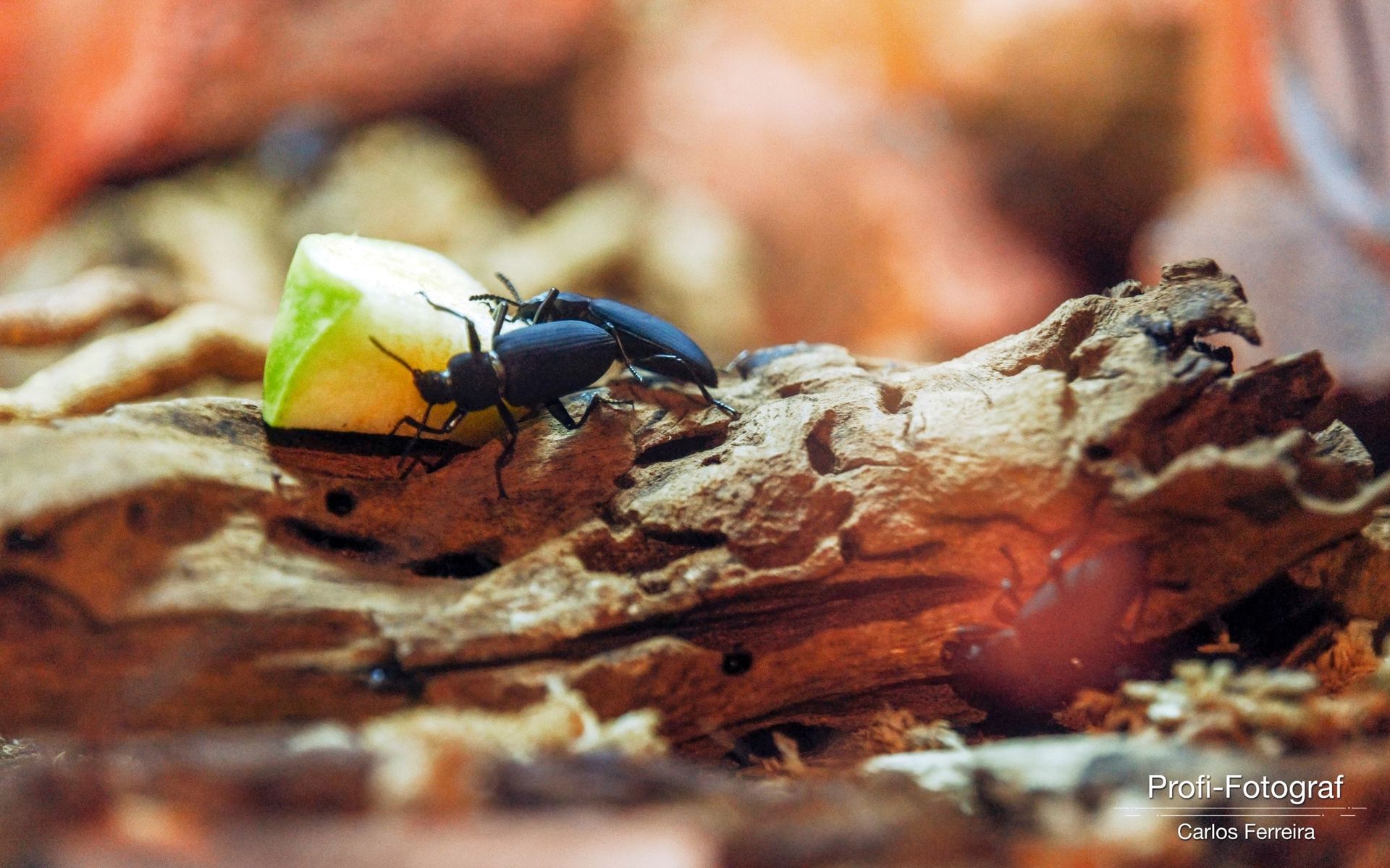Foto Malta - O nosso cantinho Azul! - parte 3 - Imagem 16