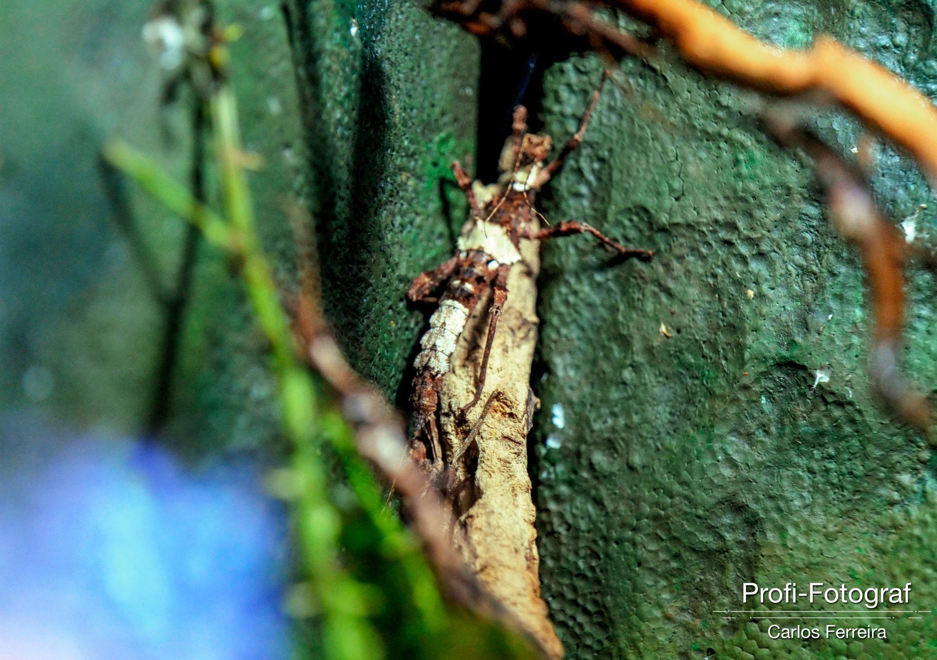 Foto Malta - O nosso cantinho Azul! - parte 3 - Imagem 17