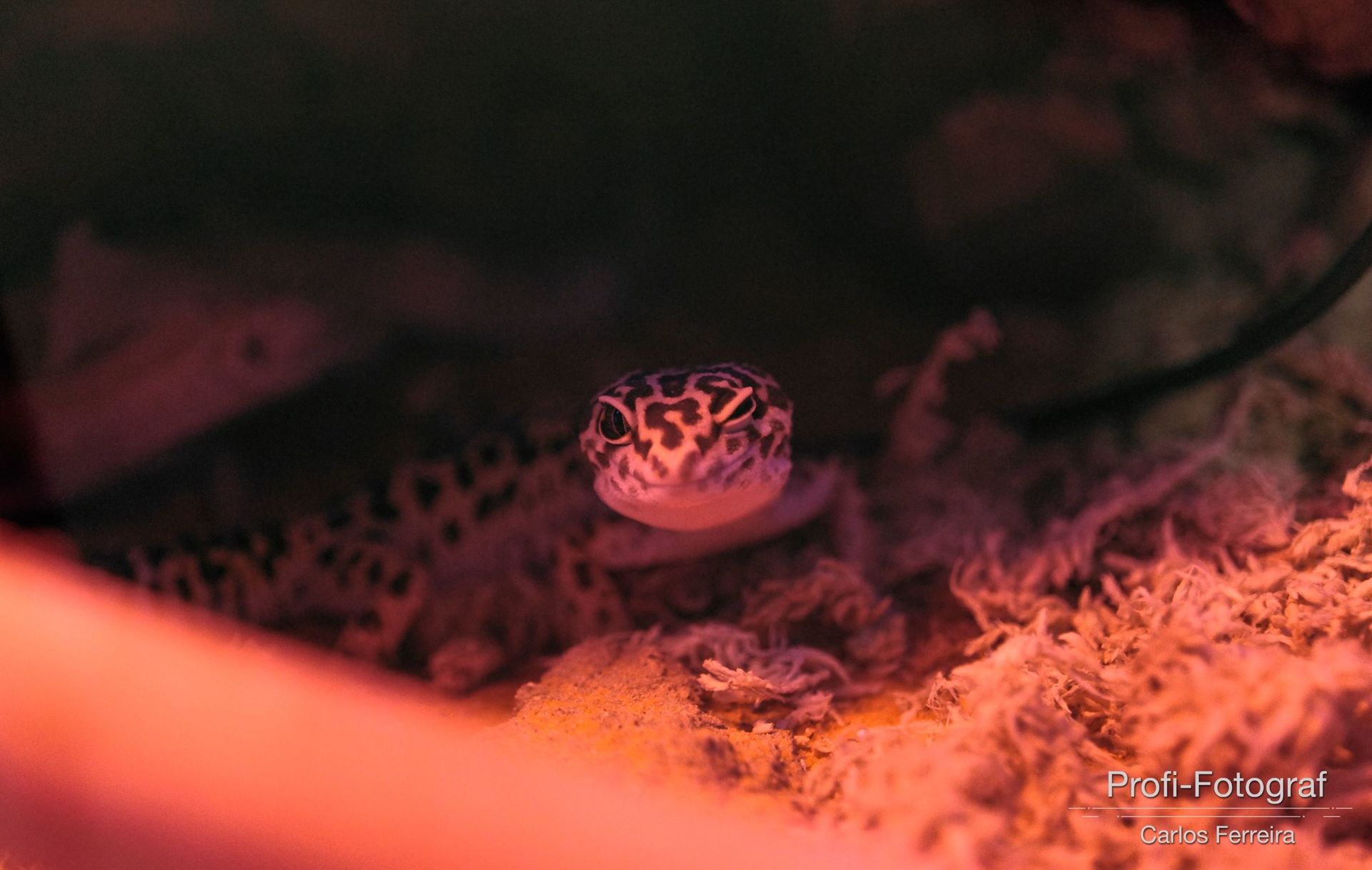 Foto Malta - O nosso cantinho Azul! - parte 3 - Imagem 19