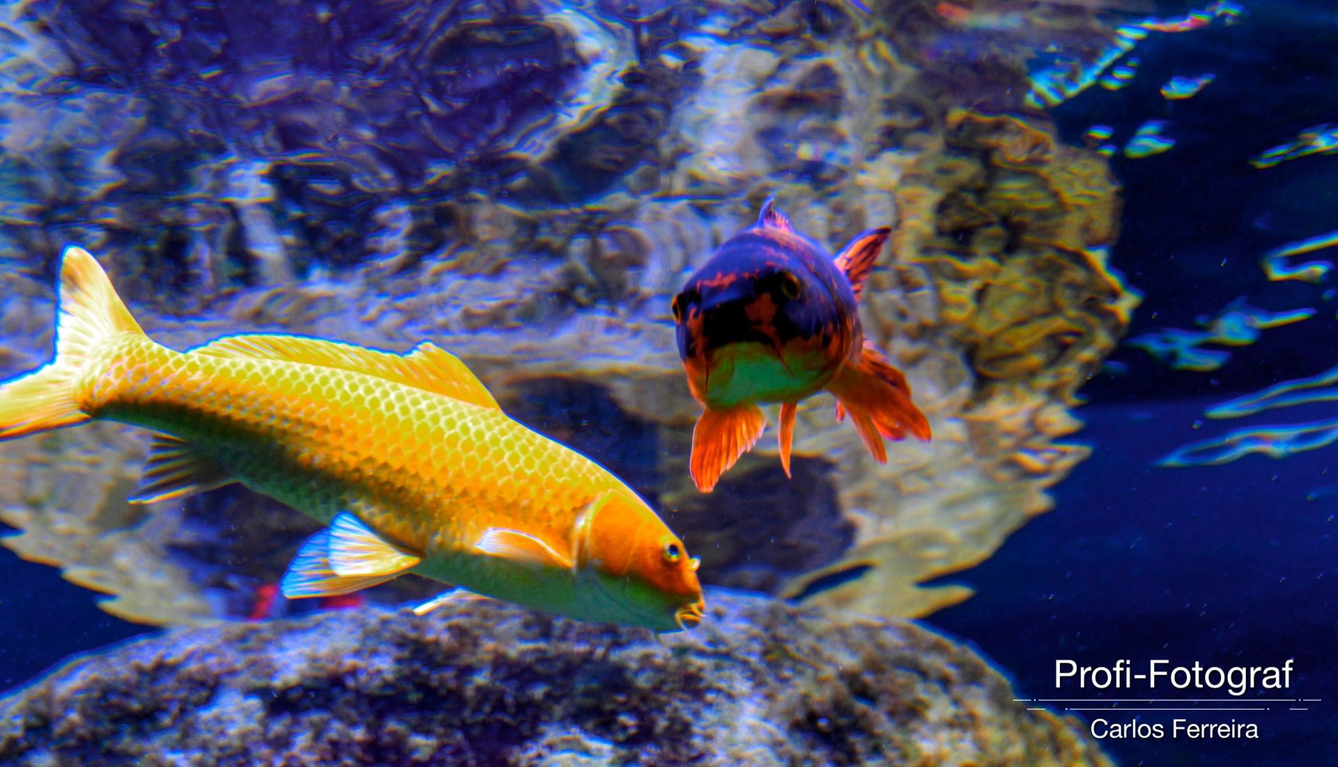 Foto Malta - O nosso cantinho Azul! - parte 3 - Imagem 30