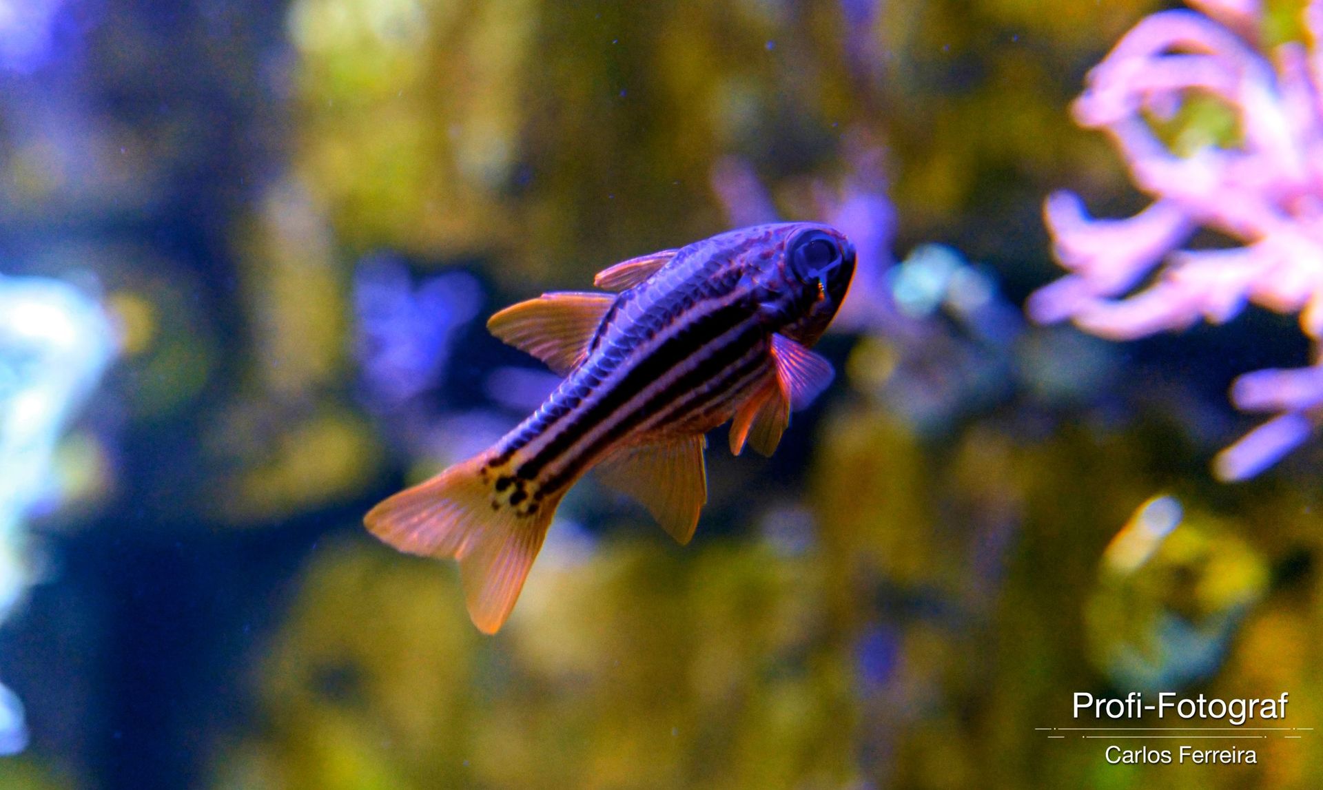 Foto Malta - O nosso cantinho Azul! - parte 3 - Imagem 25