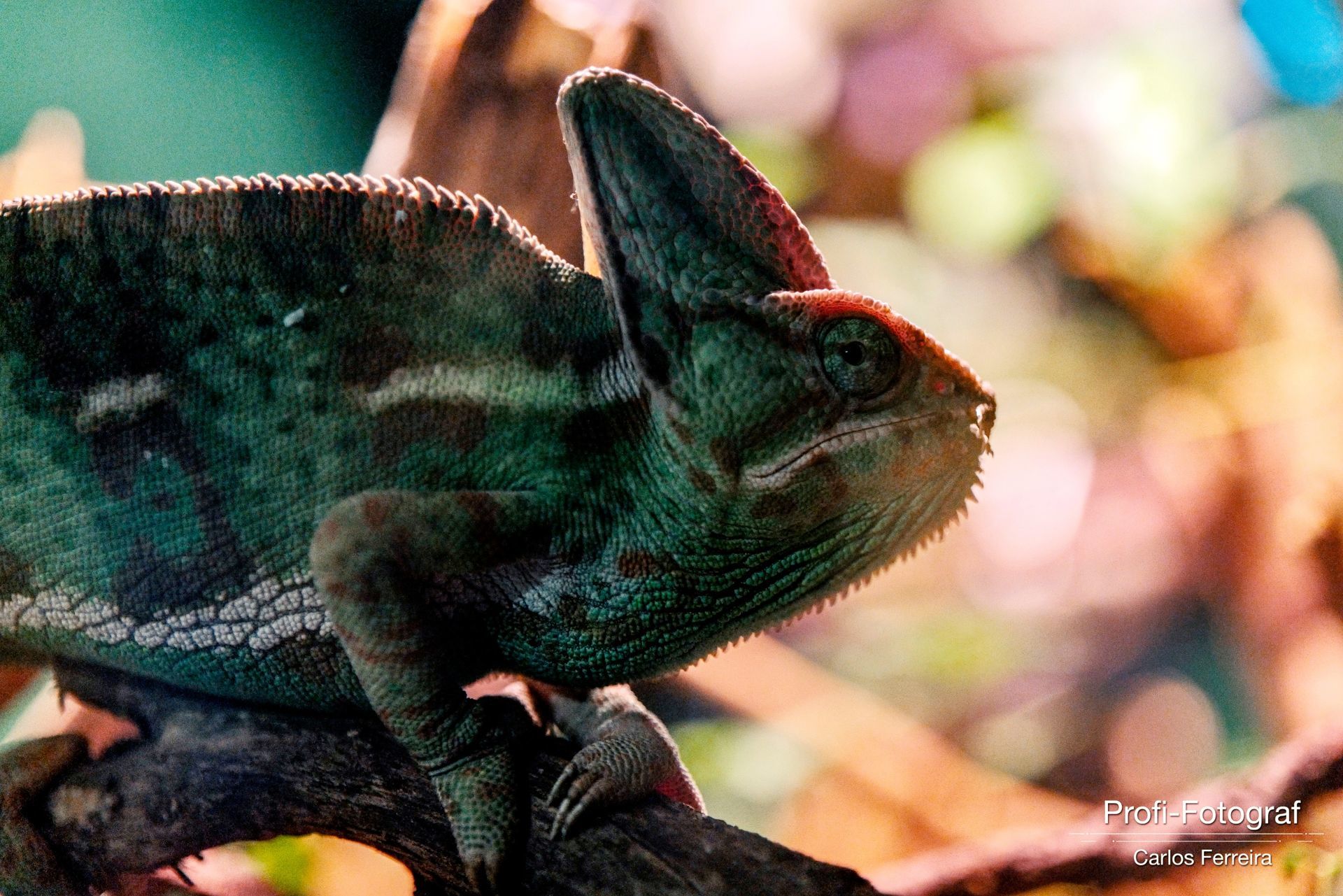 Foto Malta - O nosso cantinho Azul! - parte 3 - Imagem 14