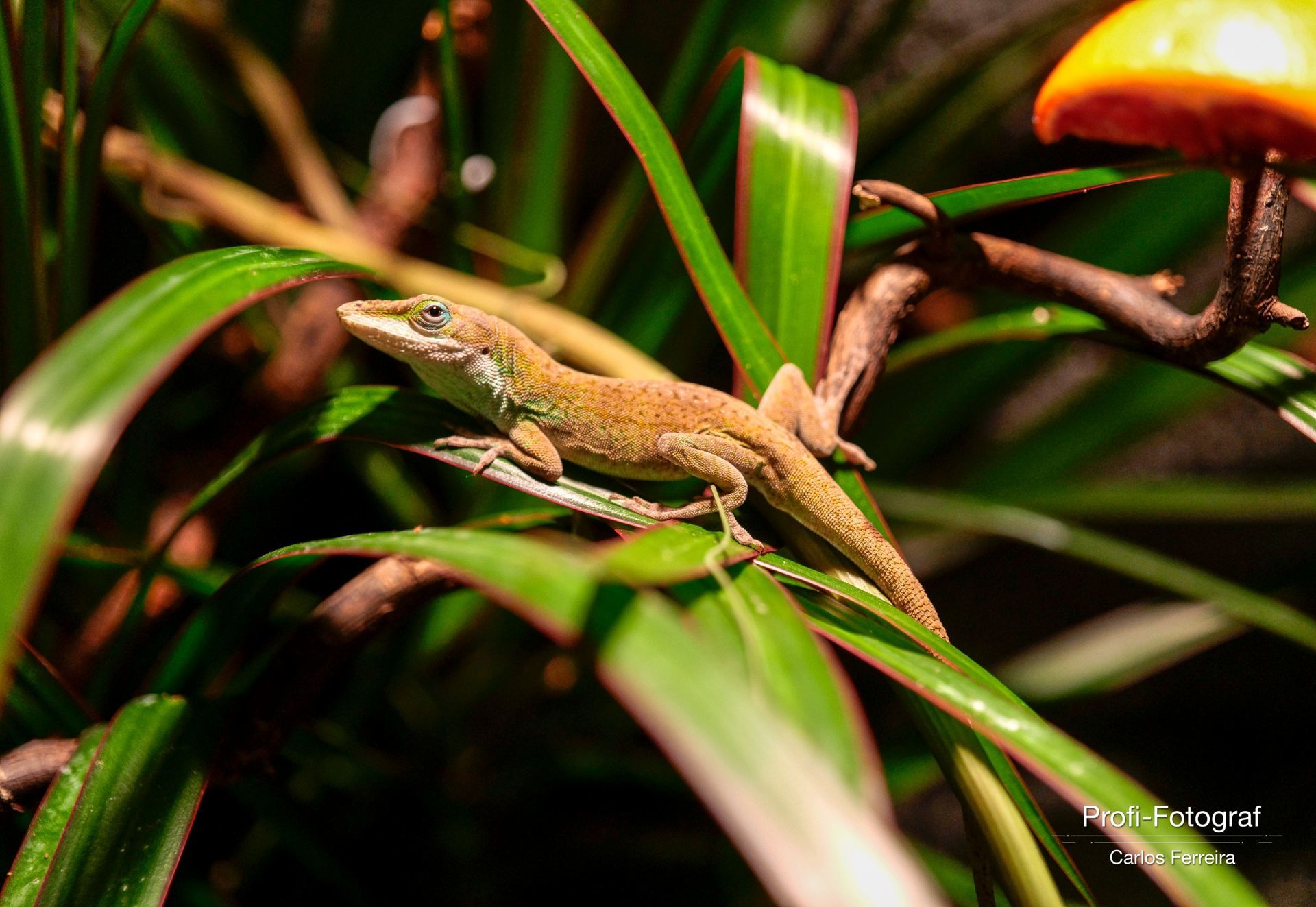 Foto Malta - O nosso cantinho Azul! - parte 3 - Imagem 15